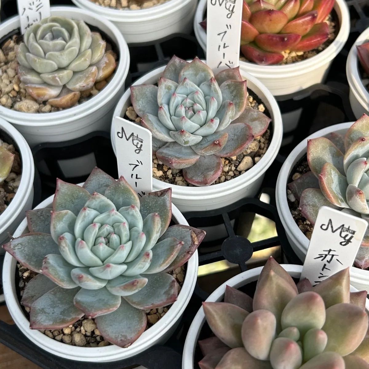 発根済み抜き苗】ブルーバード エケベリア｜多肉植物｜タグ付き - メルカリ