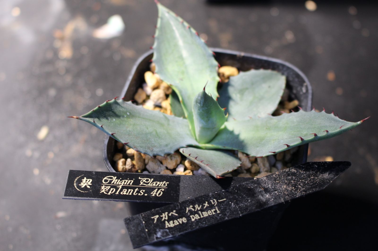 しも様専用 - メルカリ