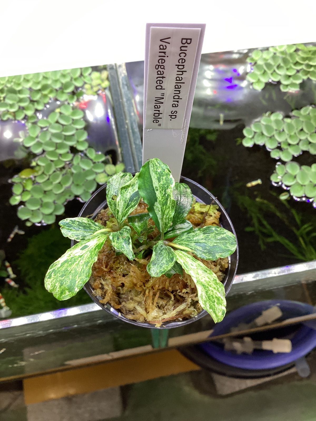 Bucephalandra sp. Variegated “Marble” 2芽 - メルカリ