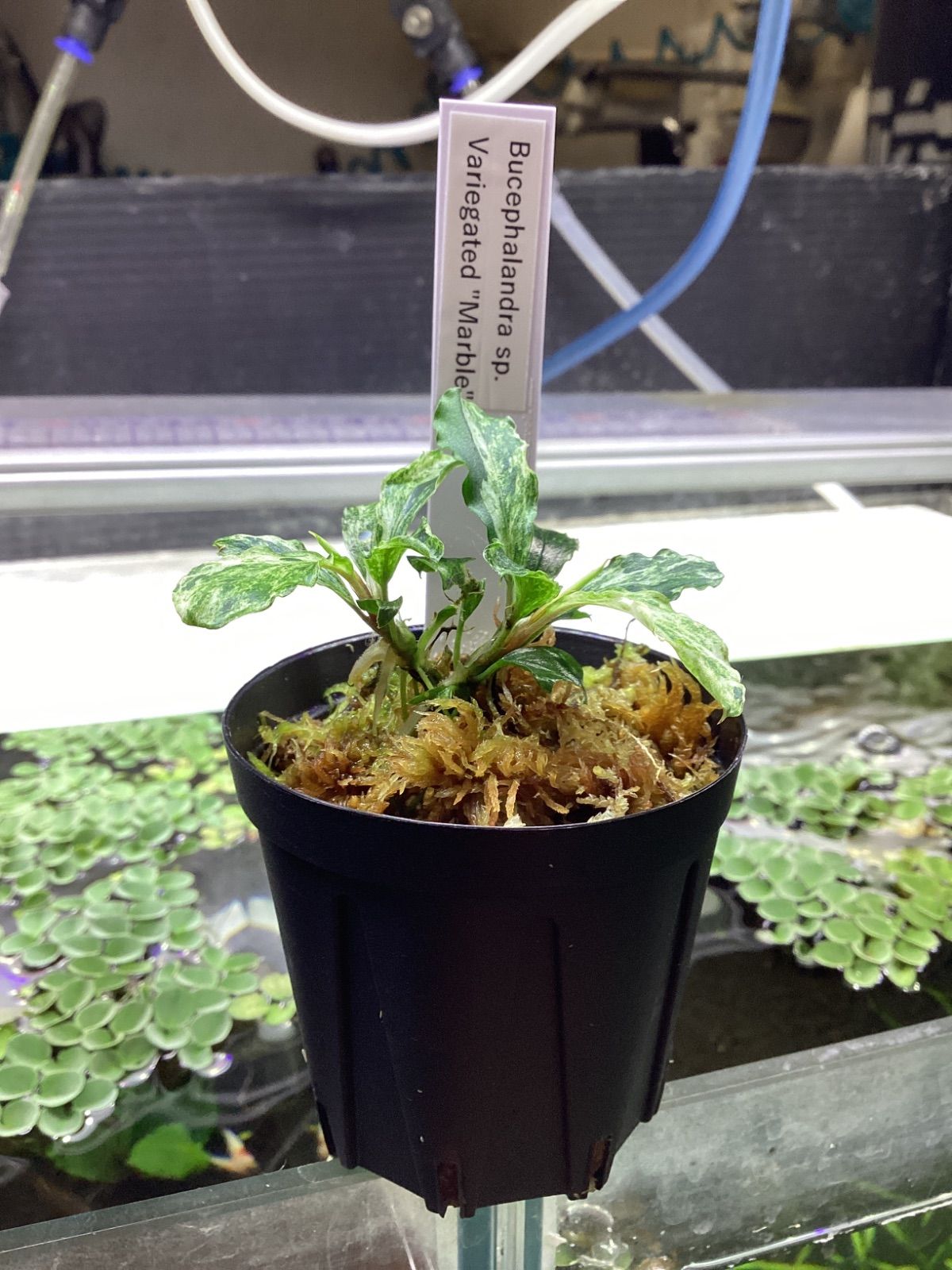 Bucephalandra sp. Variegated “Marble” 2芽 - メルカリ