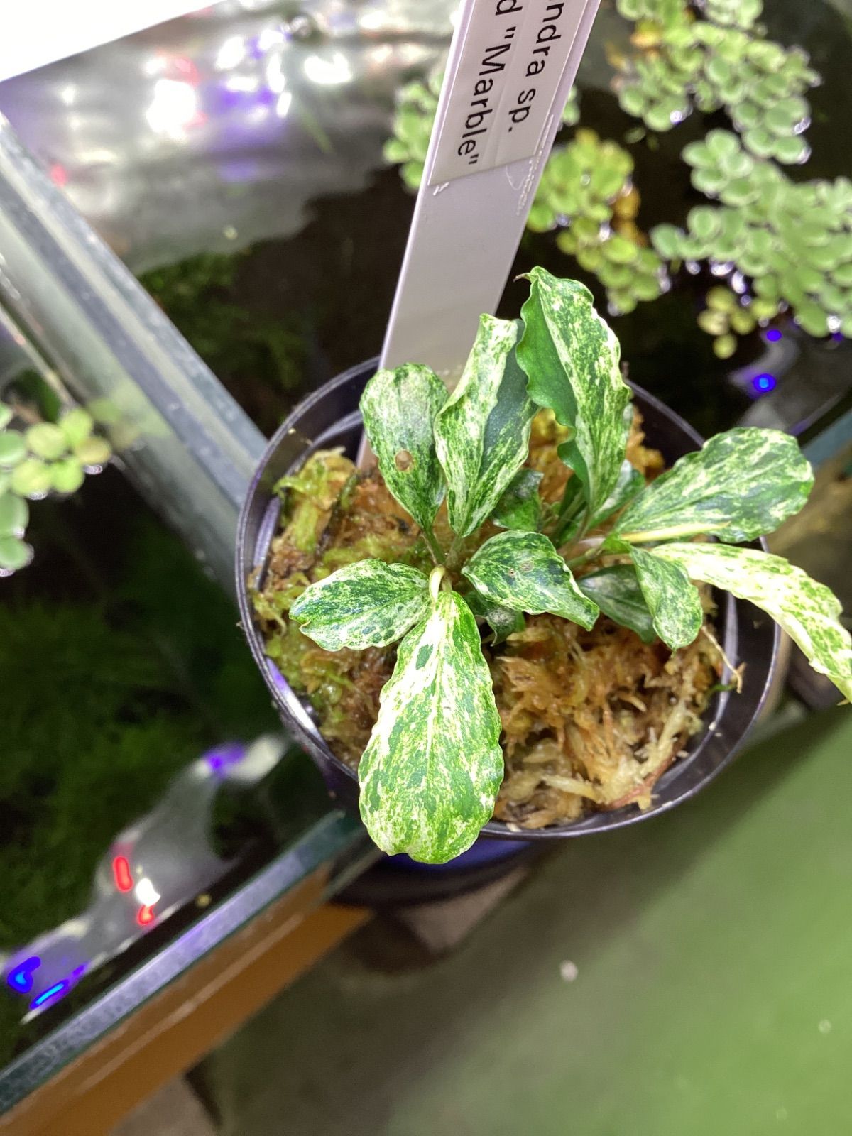 Bucephalandra sp. Variegated “Marble” 2芽 - メルカリ