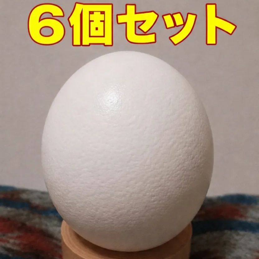 ダチョウの卵殻（中身なし・穴あき）手芸・エッグアート素材まとめ割