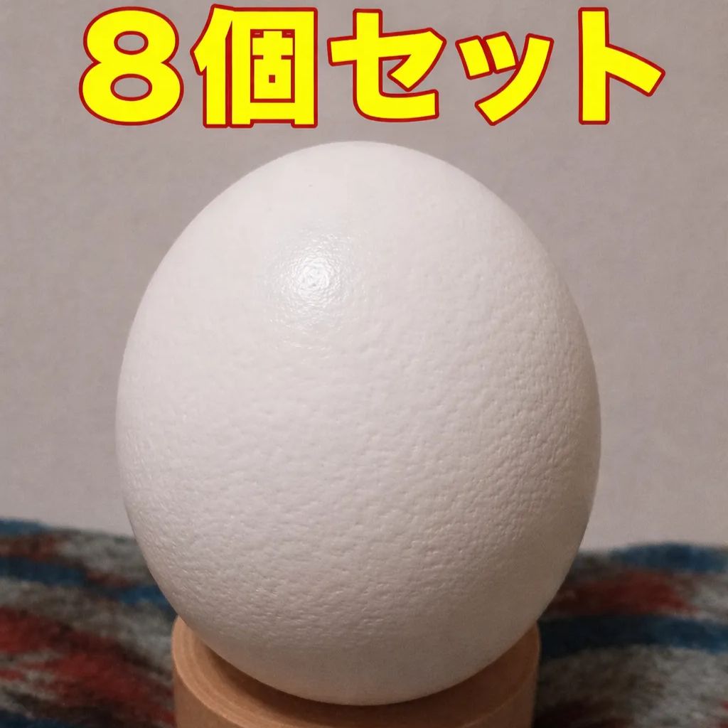 ダチョウの卵殻（中身なし・穴あき）手芸・エッグアート素材◎まとめ割