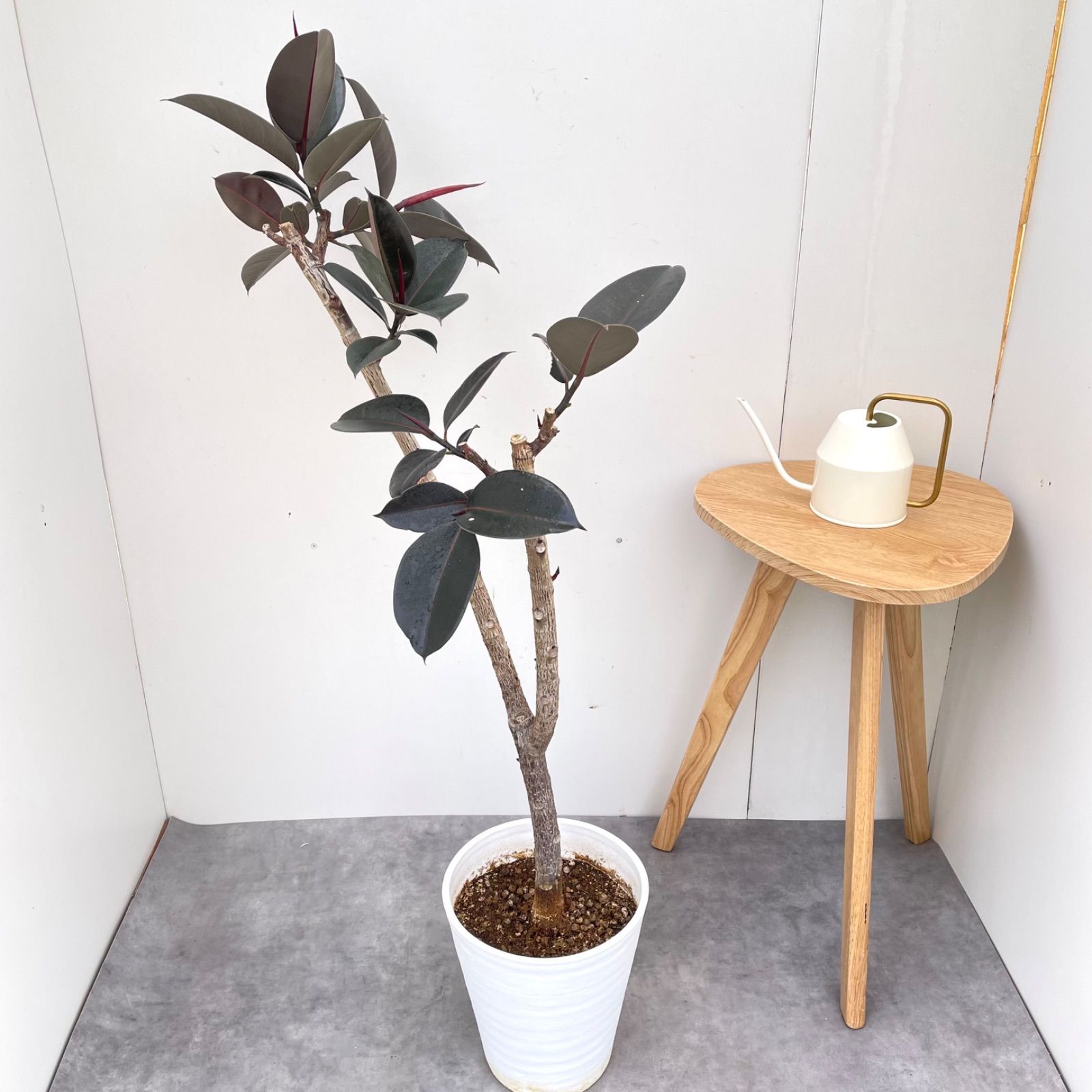 黒艶❗️フィカスバーガンディ⭐️朴タイプ⭐️3本立ち　観葉植物 黒艶❗️フィカスバーガンディ⭐️朴タイプ⭐️3本立ち 観葉植物 割引