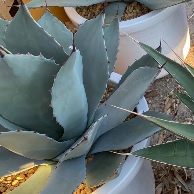 アガベ パリー 吉祥天 10号 大株 - メルカリ