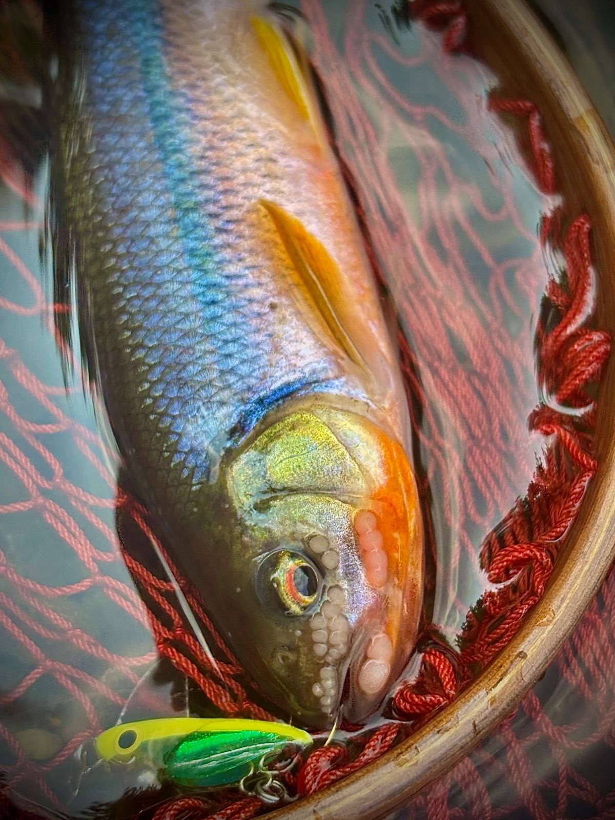 ☆ご注文の商品です☆ - メルカリ