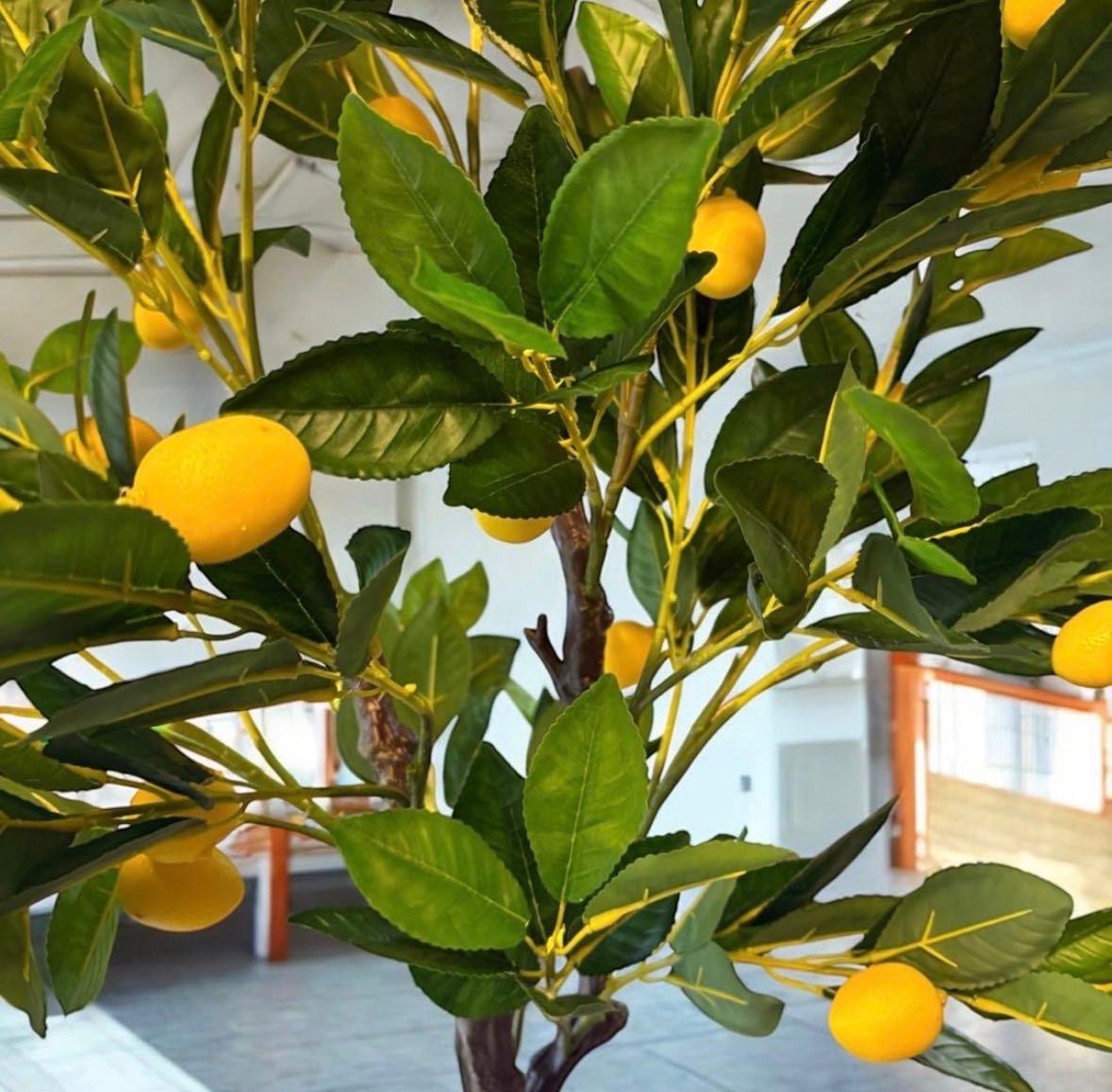 光触媒　人工観葉植物　ウォールグリーン　フェイクグリーン　レモンの木1点もの 光触媒 人工観葉植物 ウォールグリーン フェイクグリーン レモンの木