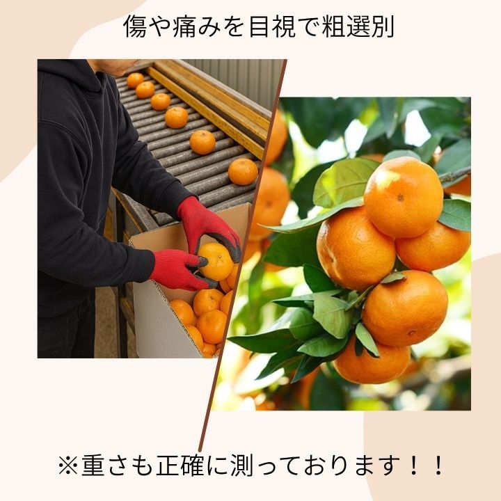 有田みかん 10kg！減農薬・傷ありB級品セール - メルカリ
