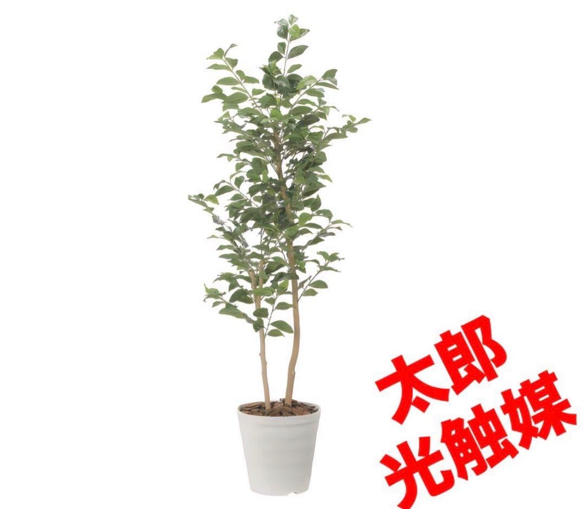 光触媒 人工観葉植物 ウォールグリーン フェイクグリーン レモンの木