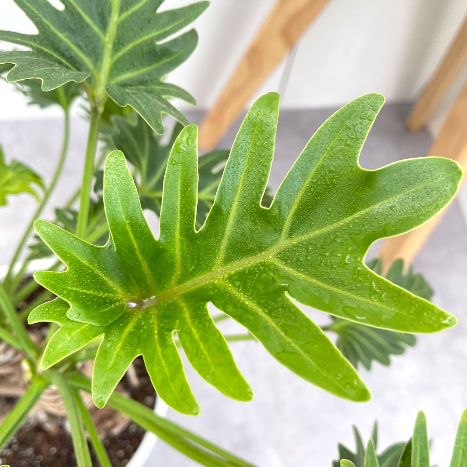 フィロデンドロン ジャイアントザナドゥ 幹上がり 2【現品】観葉植物