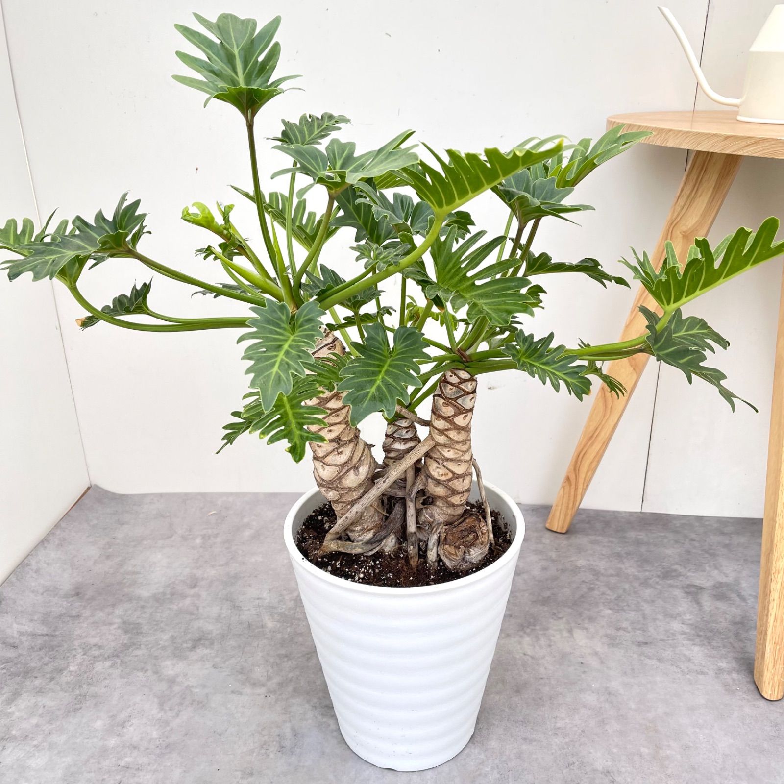 ［現品］28番　フィロデンドロン　ジャイアントザナドゥ　幹上　8号　観葉植物 1aa2888eea0bda25678d27c0b894ca