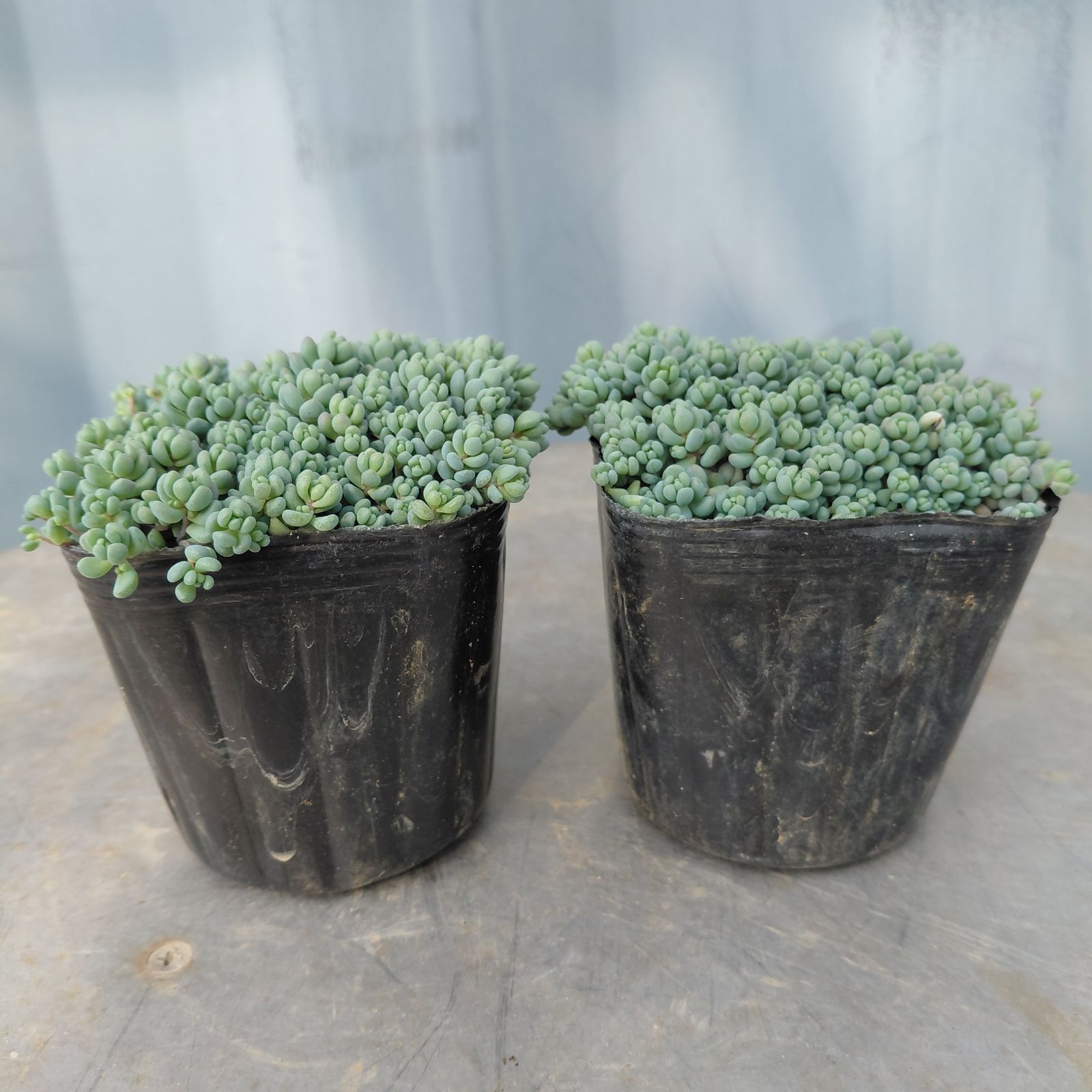 セダム・パープルヘイズ 2苗セット1,750円 多肉植物 - メルカリ