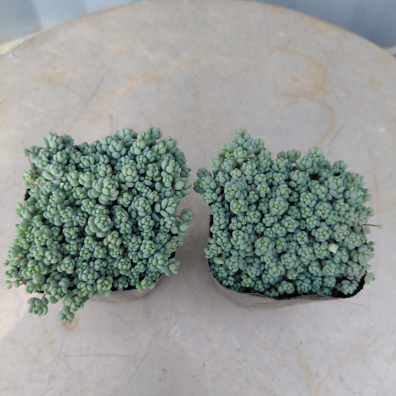 モリモリ♡多肉♡セダム♡パープルヘイズ♡2.5号♡2個セット