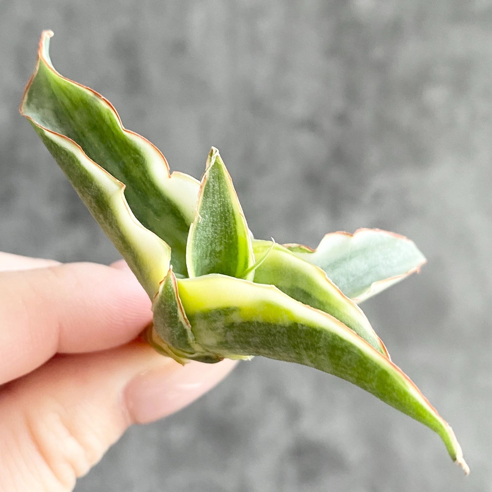 S12403【SS級 超希少株！！】サンスベリア スノー ホワイト