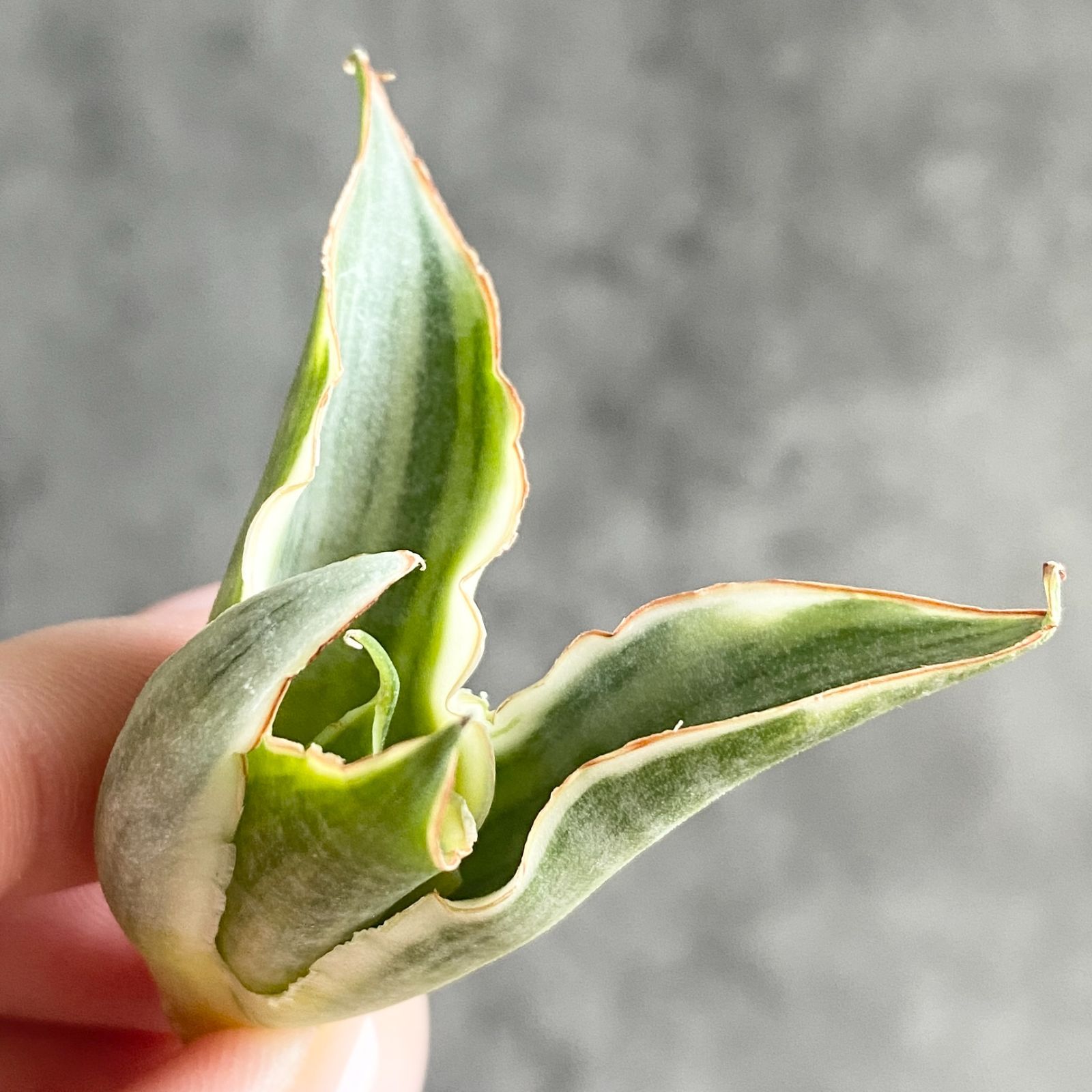 S12404【SS級 超希少株！！】サンスベリア スノー ホワイト