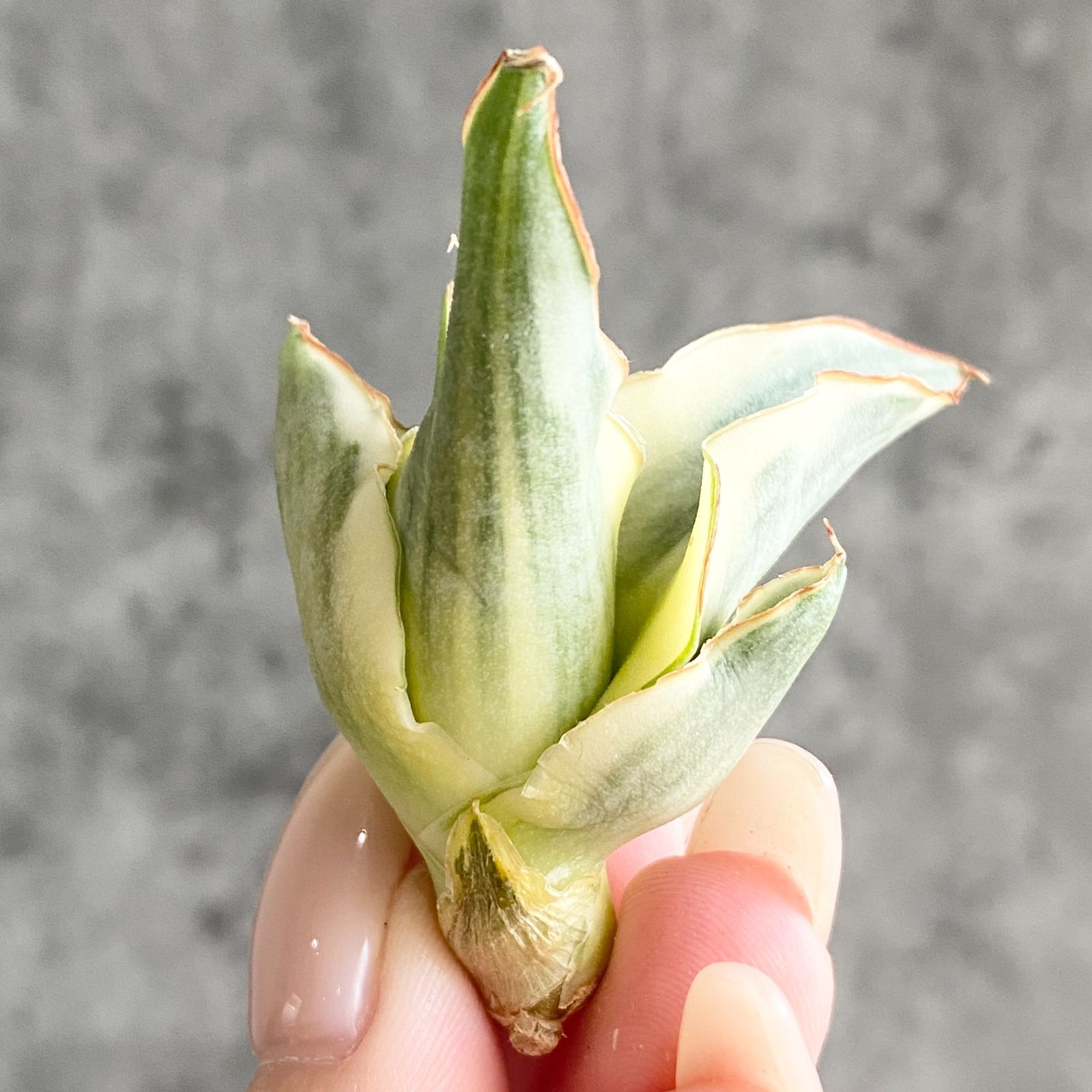 S12405【SS級 超希少株！！】サンスベリア スノー ホワイト