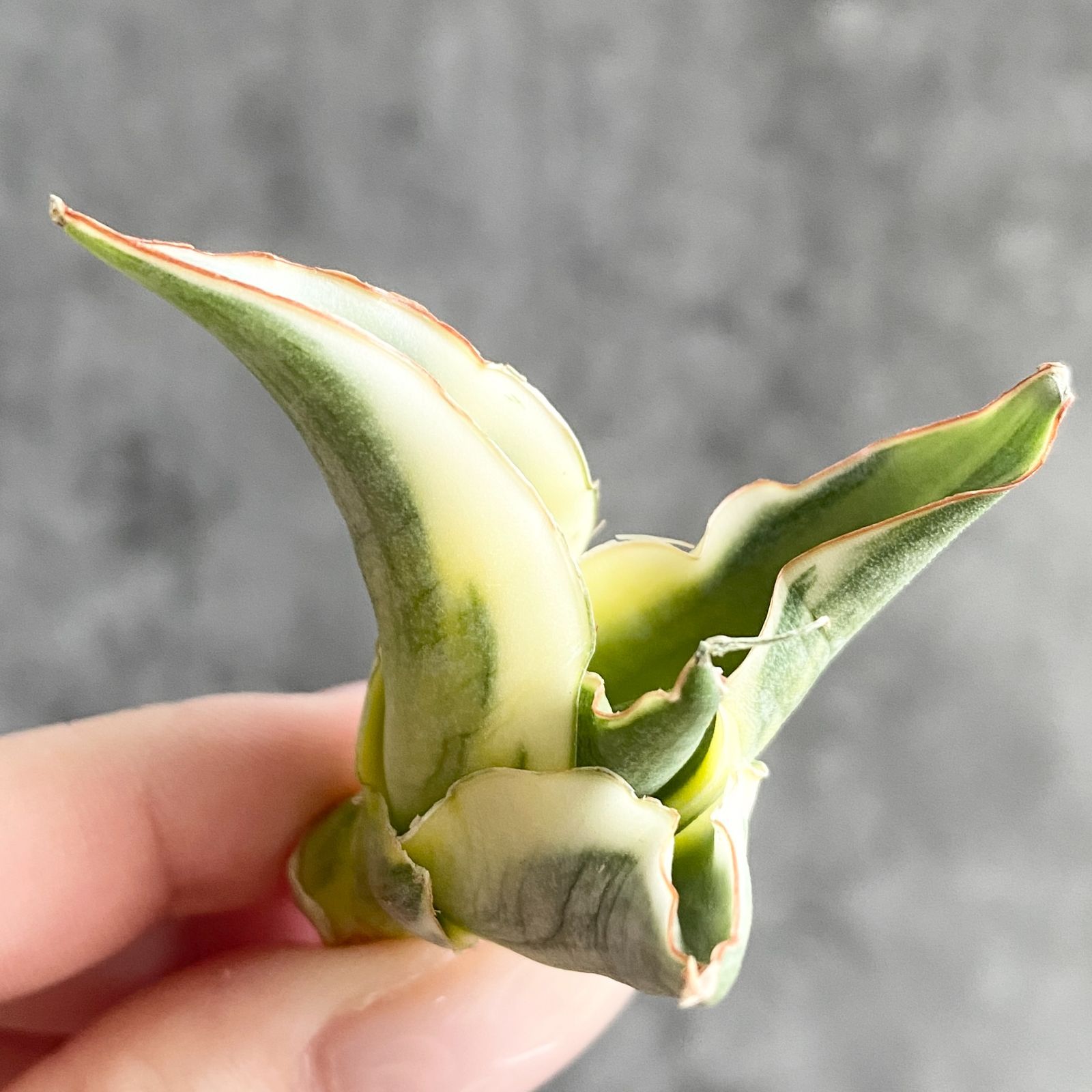 S12405【SS級 超希少株！！】サンスベリア スノー ホワイト