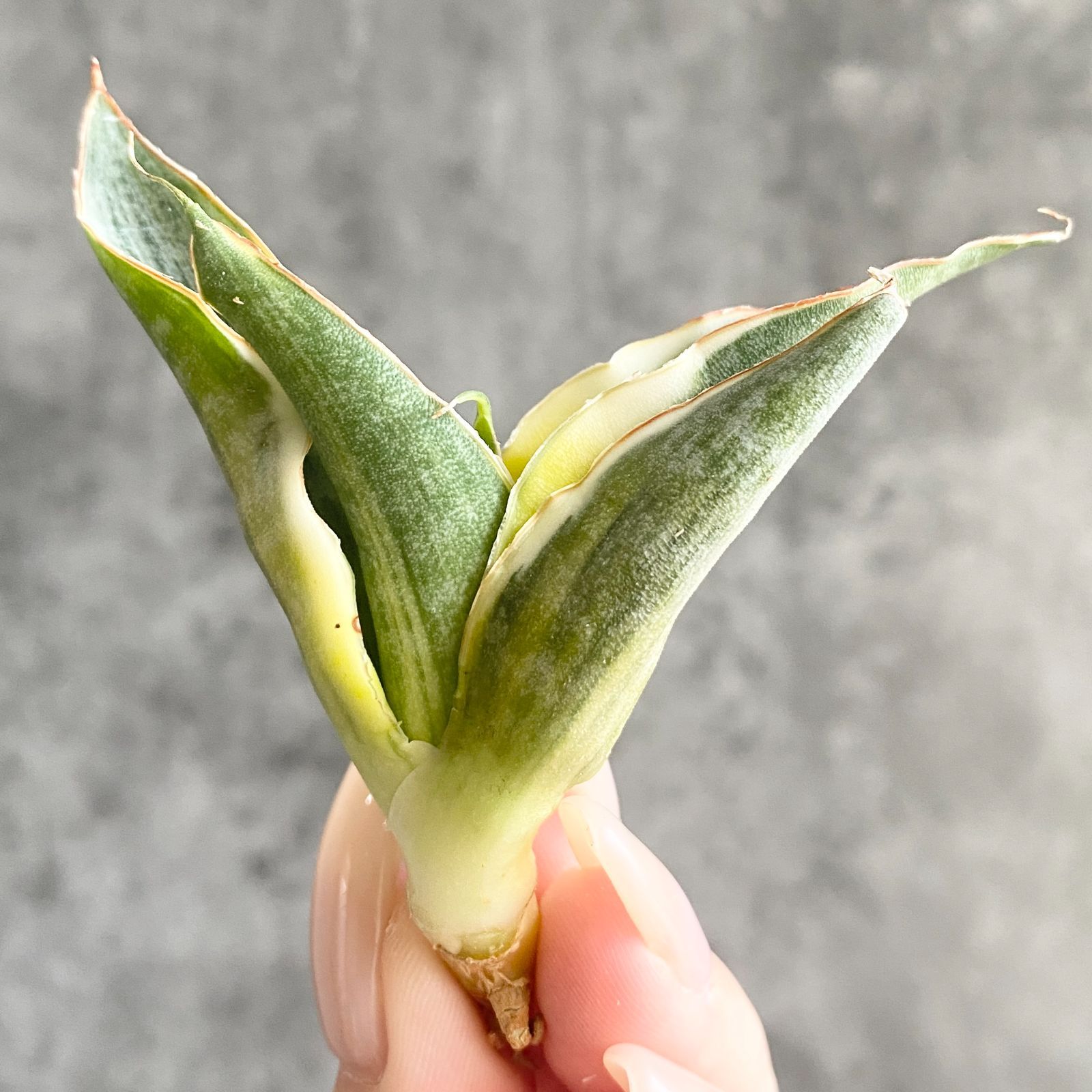 ☆S-14 超稀少 サンスベリア スノーホワイト 斑入り メルカリ発送 ☆S