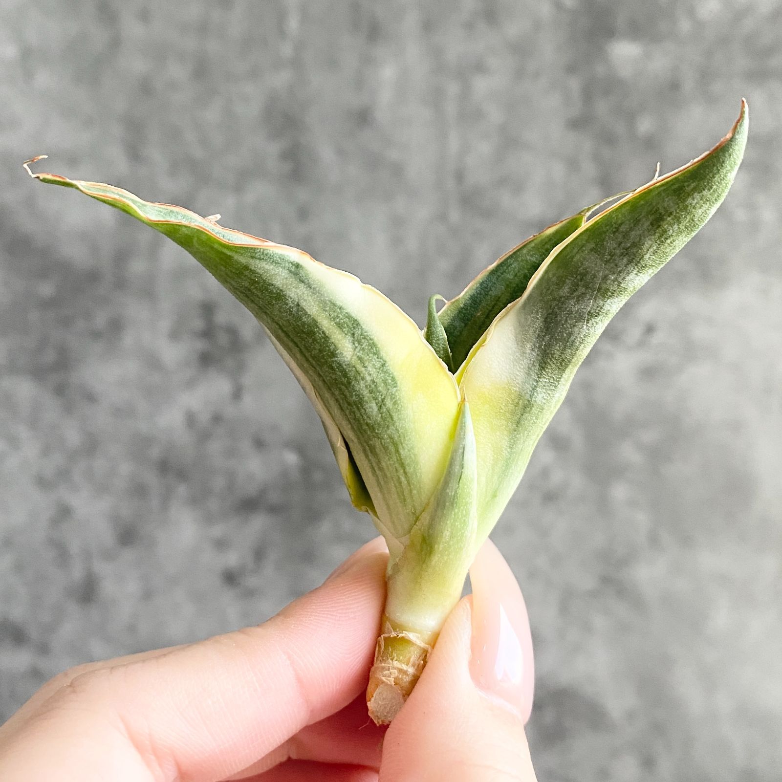 S12402【SS級 超希少株！！】サンスベリア スノー ホワイト