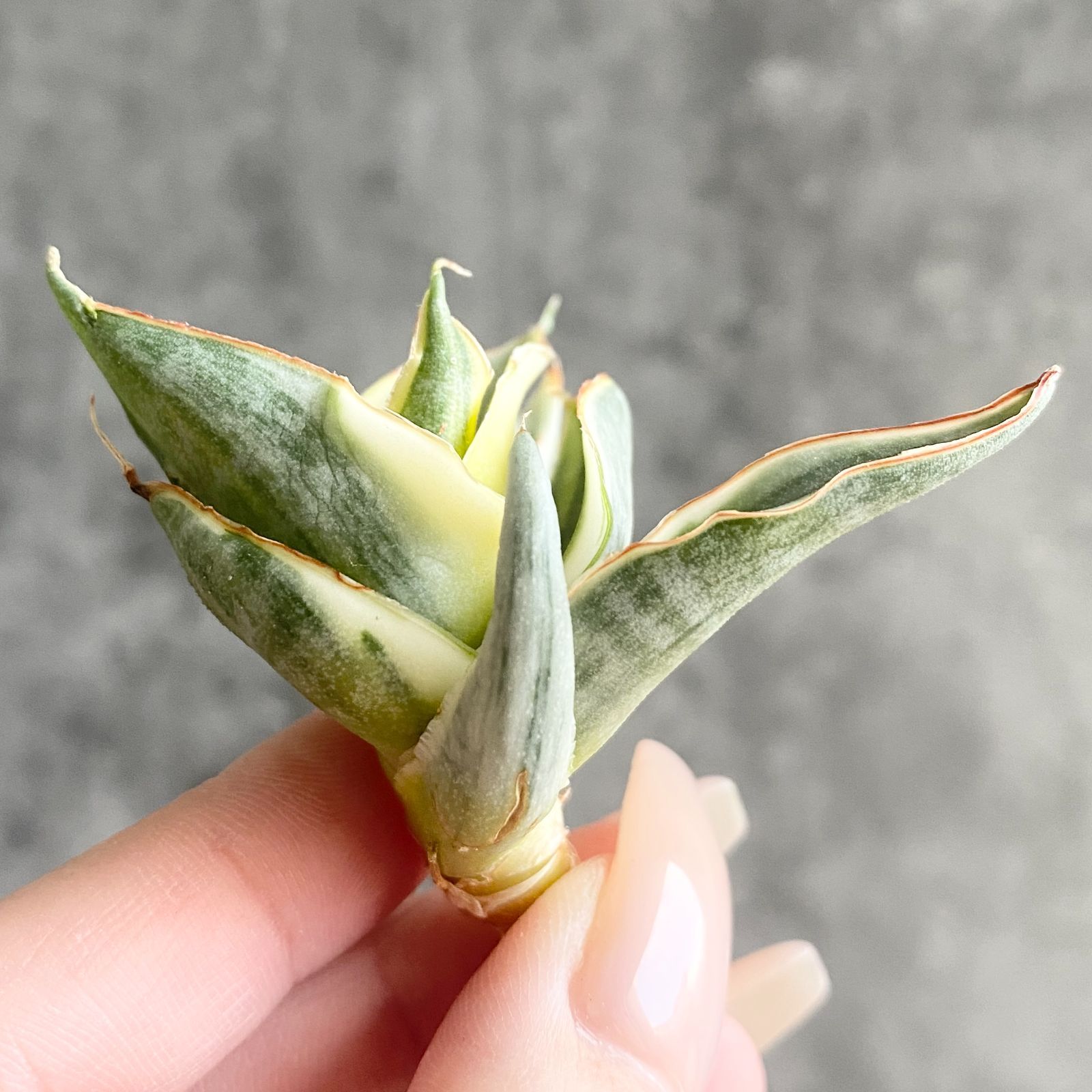 S12406【SS級 超希少株！！】サンスベリア スノー ホワイト