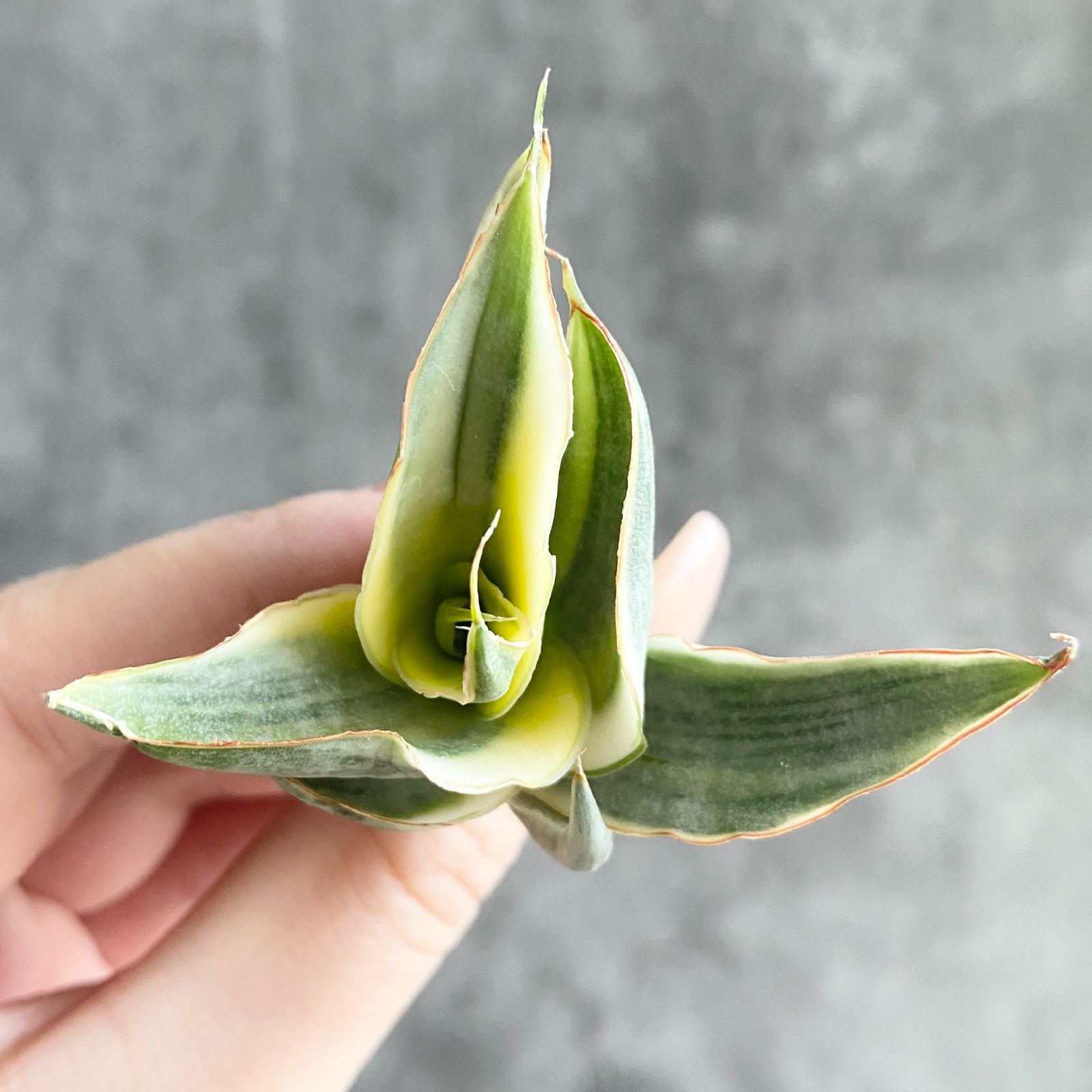 S12406【SS級 超希少株！！】サンスベリア スノー ホワイト