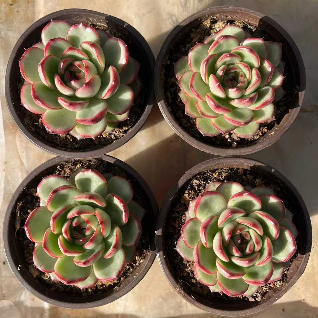 15株の抜き苗セット】モンブラン単頭 多肉植物 佐川急便発送