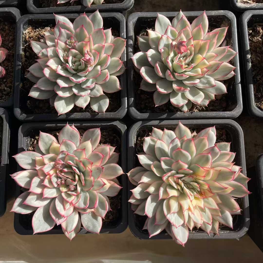 15株の抜き苗セット】エスター錦単頭 多肉植物 佐川急便発送