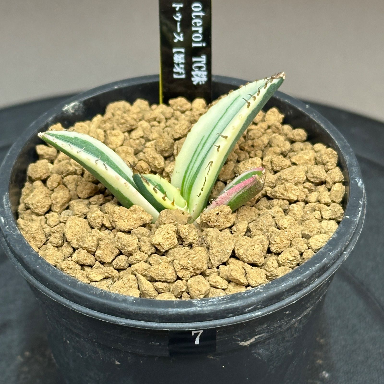 Agave titanota オテロイ Snaggle Tooth アガベ チタノタ オテロイ