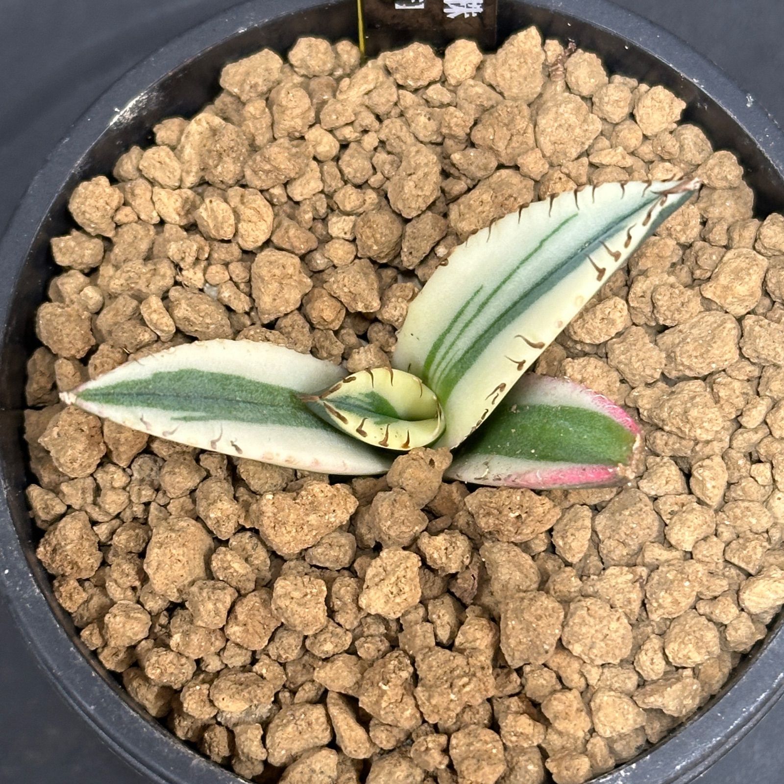 Agave titanota オテロイ Snaggle Tooth アガベ チタノタ オテロイ