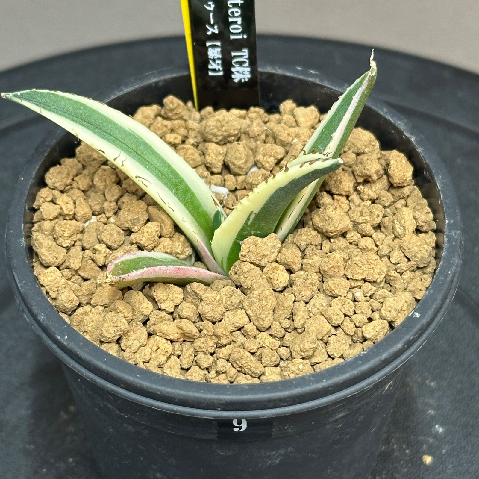 Agave titanota オテロイ Snaggle Tooth アガベ チタノタ オテロイ スナグルトュース TC株 no.859-9