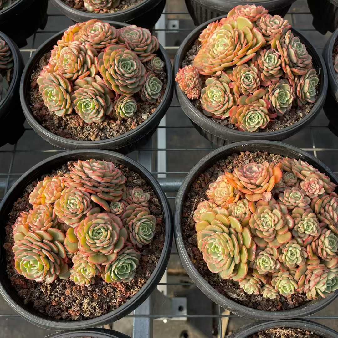 6株の抜き苗セット】ベビーサプライズ群生 多肉植物 佐川急便発送