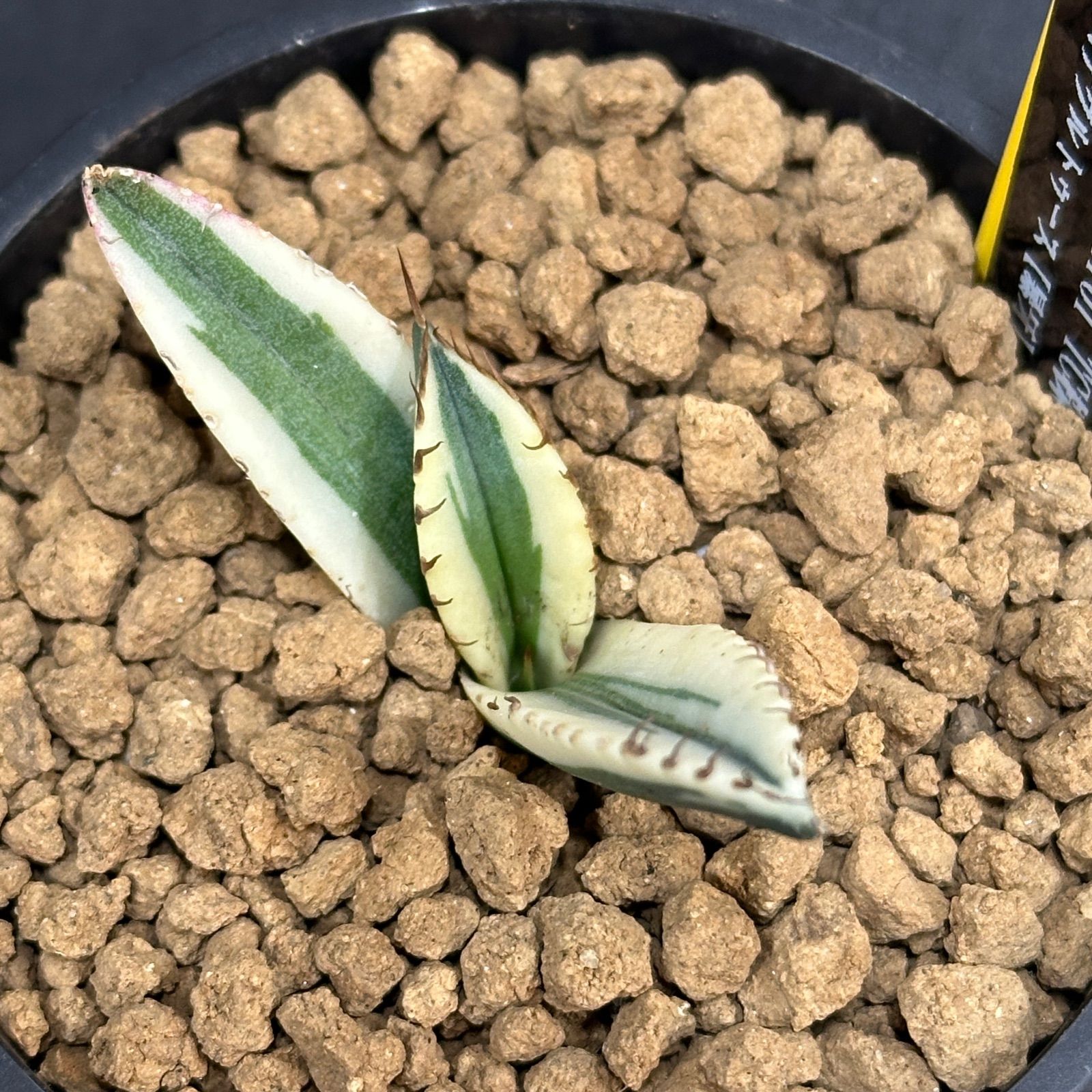 Agave titanota オテロイ Snaggle Tooth アガベ チタノタ オテロイ