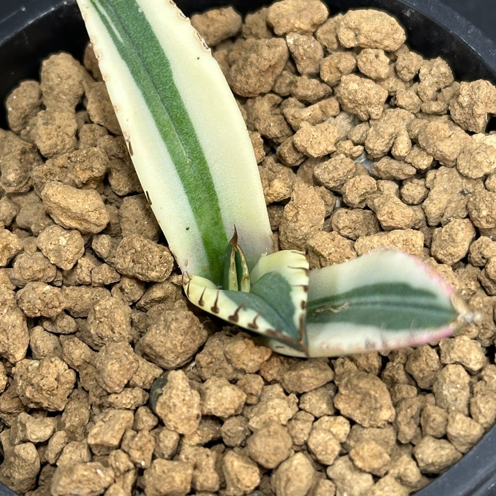 Agave titanota オテロイ Snaggle Tooth アガベ チタノタ オテロイ