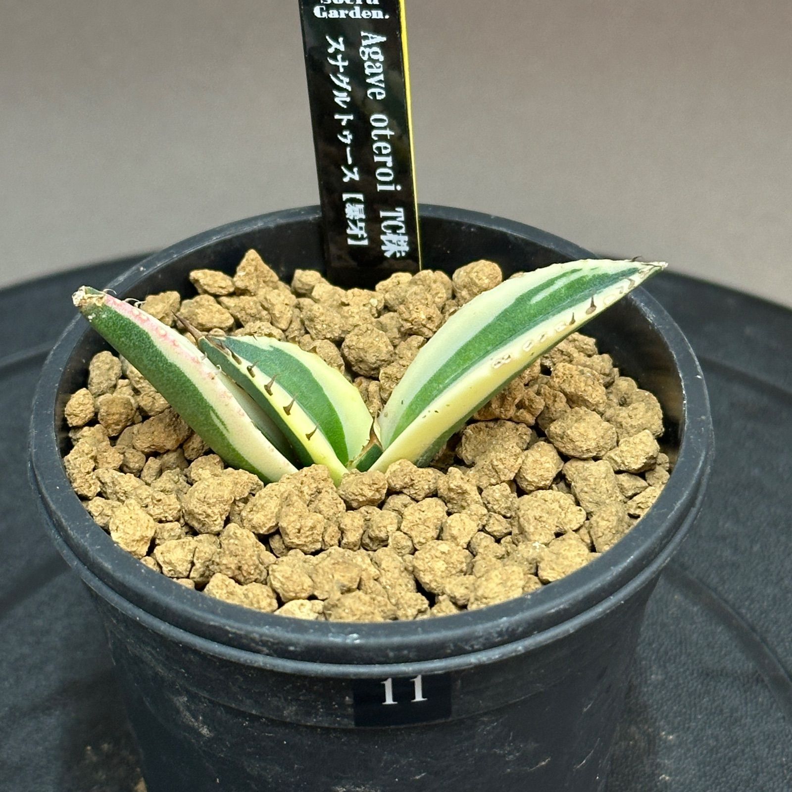 アガベ　チタノタ　スナグルトゥース　検)オテロイ　titanota Agave titanota オテロイ Snaggle Tooth アガベ チタノタ オテロイ