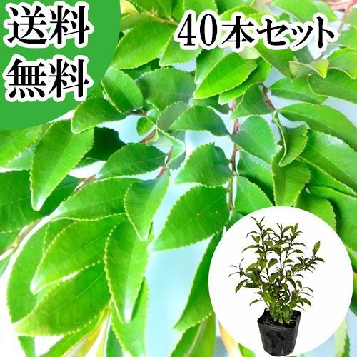 【40本セット】ヒサカキ樹高0.3m前後10.5cmポット