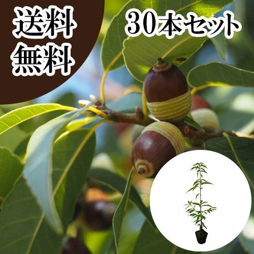 【30本セット】シラカシ樹高0.5m前後10.5cmポット 8,921円
