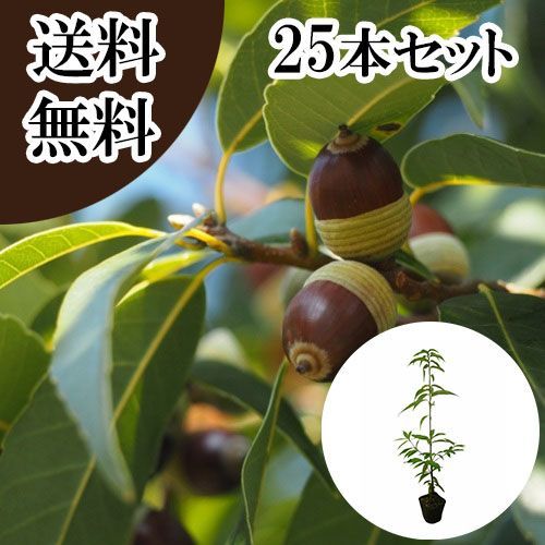 【25本セット】シラカシ樹高0.4m前後10.5cmポット