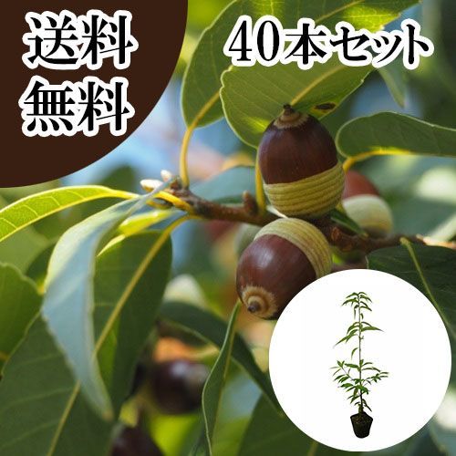 【40本セット】シラカシ樹高0.4m前後10.5cmポット 11,573円