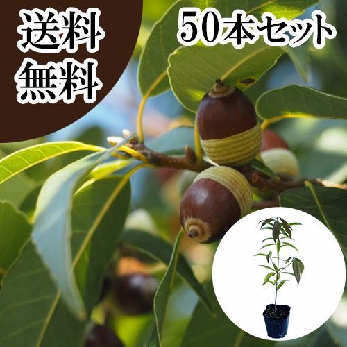 【50本セット】シラカシ樹高0.3m前後10.5cmポット