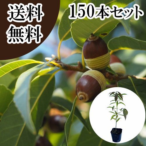【150本セット】シラカシ樹高0.3m前後10.5cmポット 34,970円