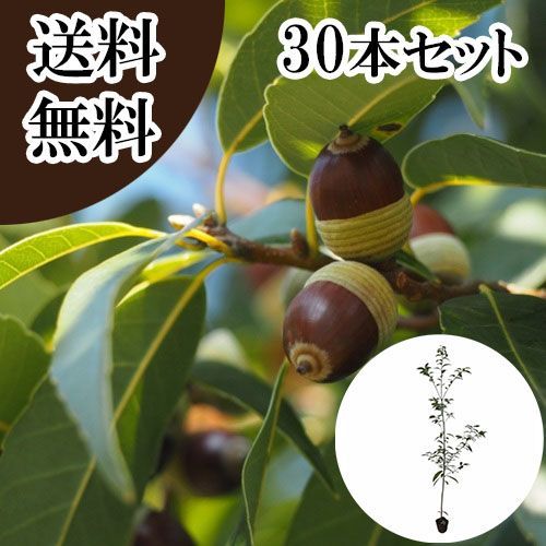 プルメリア-Plumeria ナエ Queen Kapiolani 当園産プルメリア】超希少