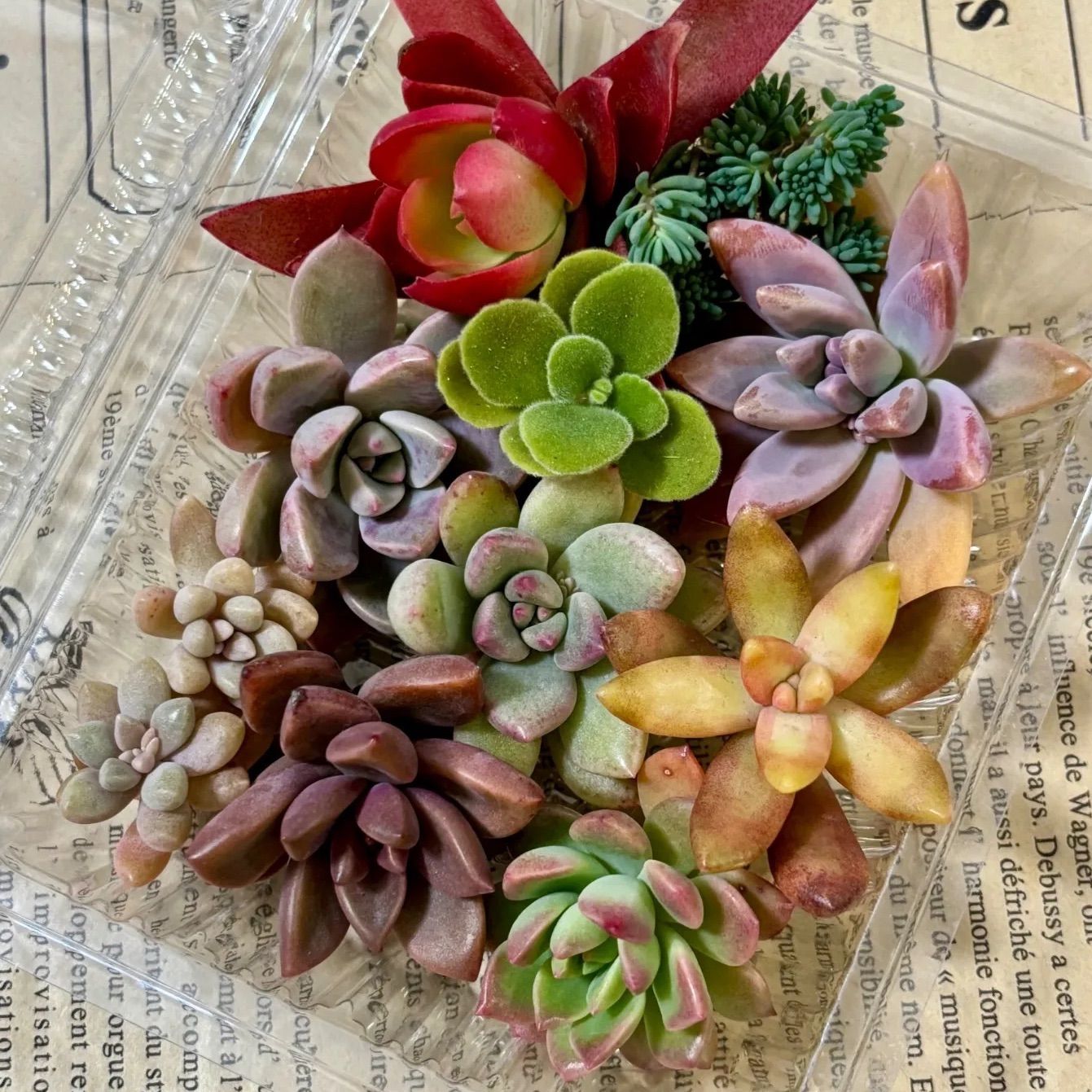 多肉植物 カット苗 寄せ植え 詰め合わせ - メルカリ