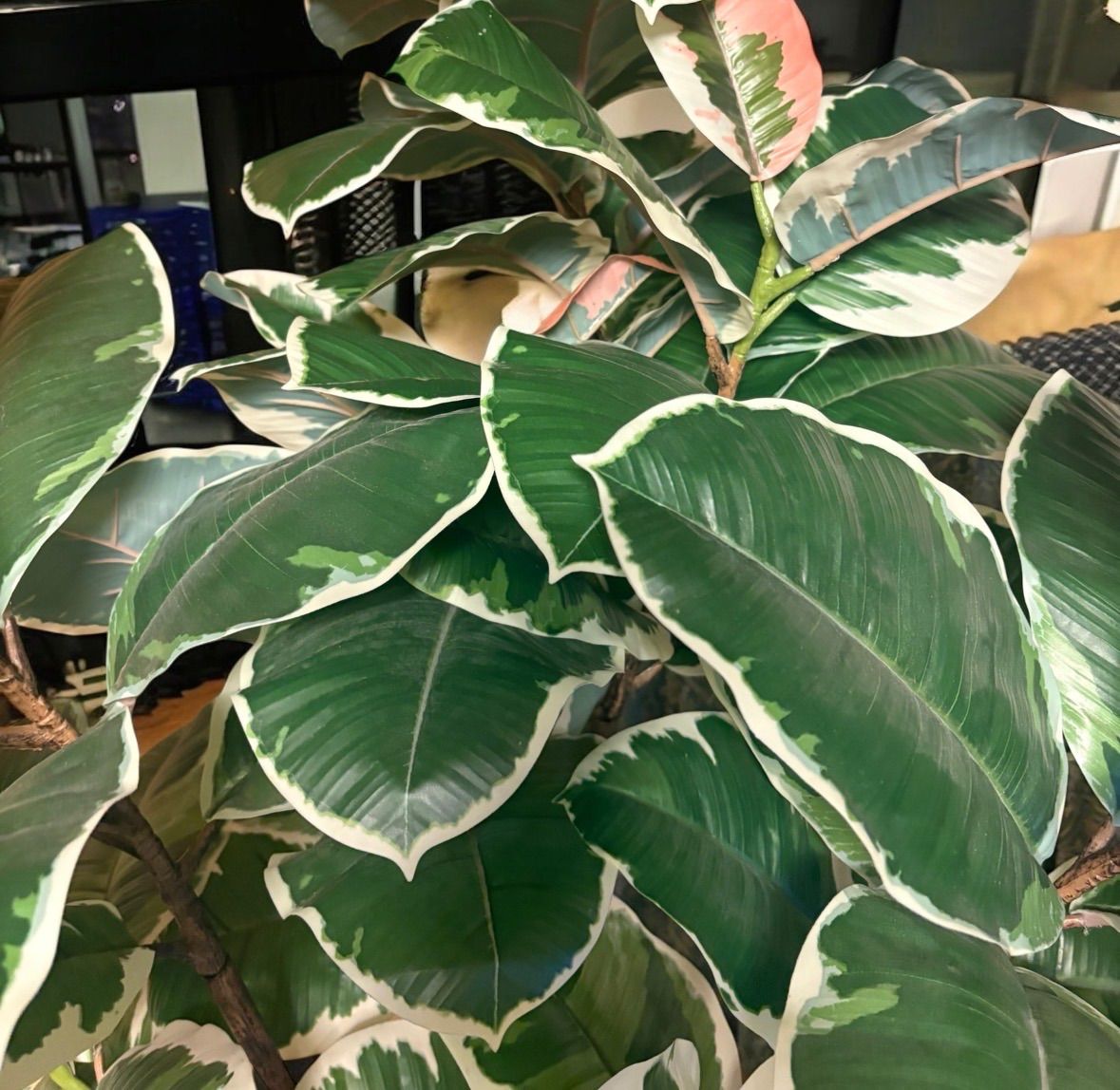 光触媒 人工観葉植物 ウォールグリーン フェイクグリーン 斑入りゴムの