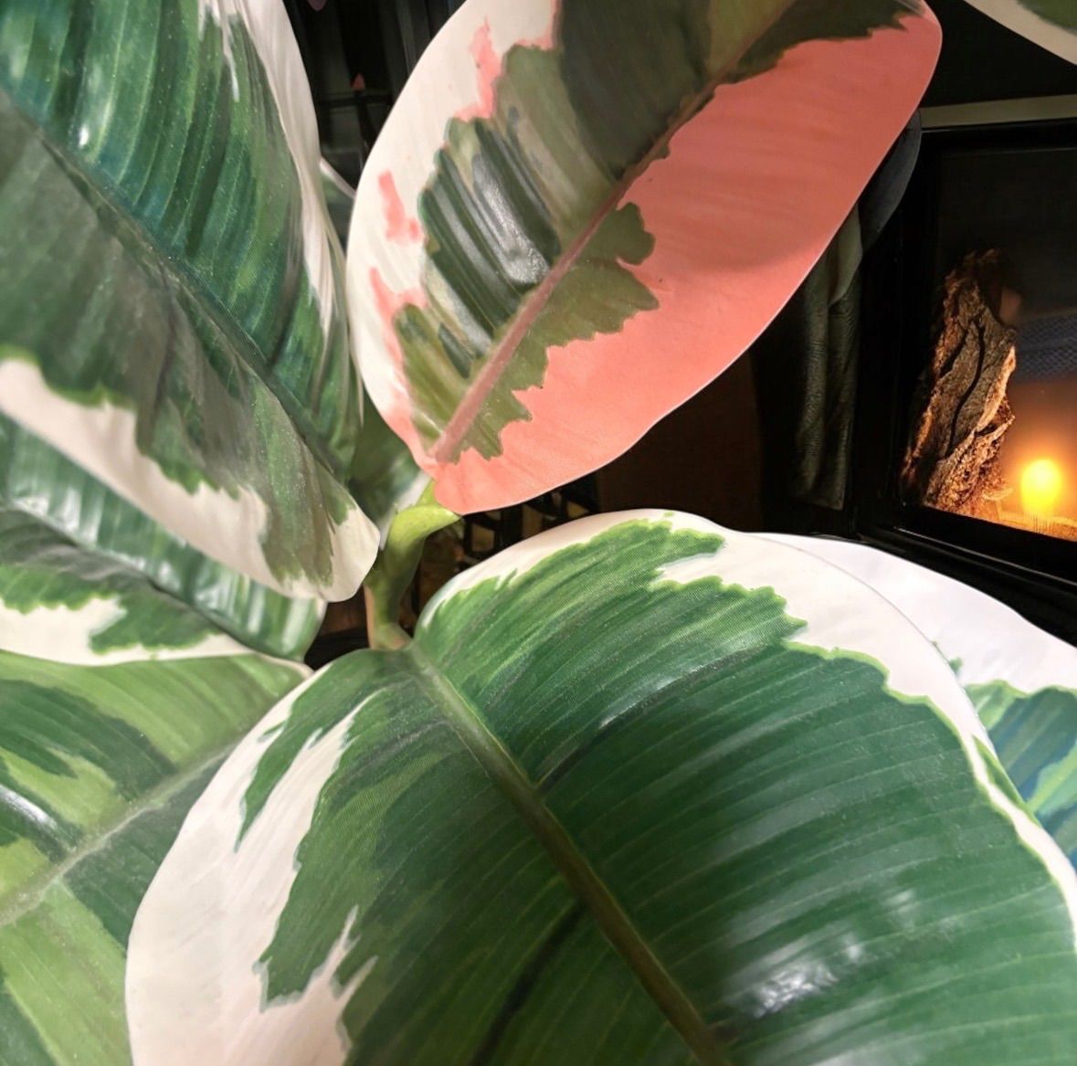 光触媒 人工観葉植物 ウォールグリーン フェイクグリーン 斑入りゴムの