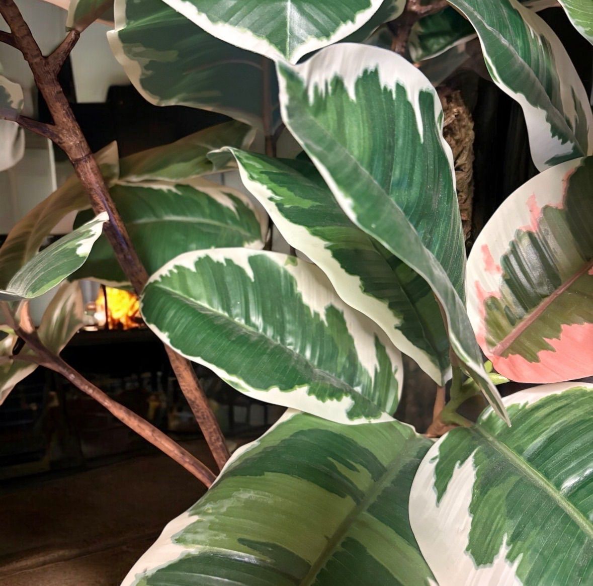 光触媒　人工観葉植物　ウォールグリーン　フェイクグリーン　斑入りゴムの木1808 光触媒 人工観葉植物 ウォールグリーン フェイクグリーン 斑入りゴムの