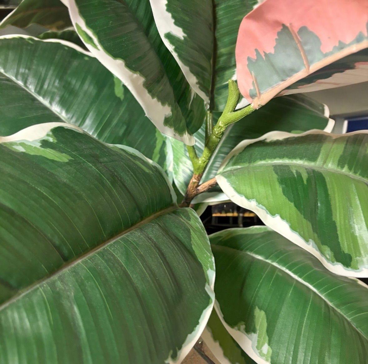 光触媒 人工観葉植物 ウォールグリーン フェイクグリーン 斑入りゴムの