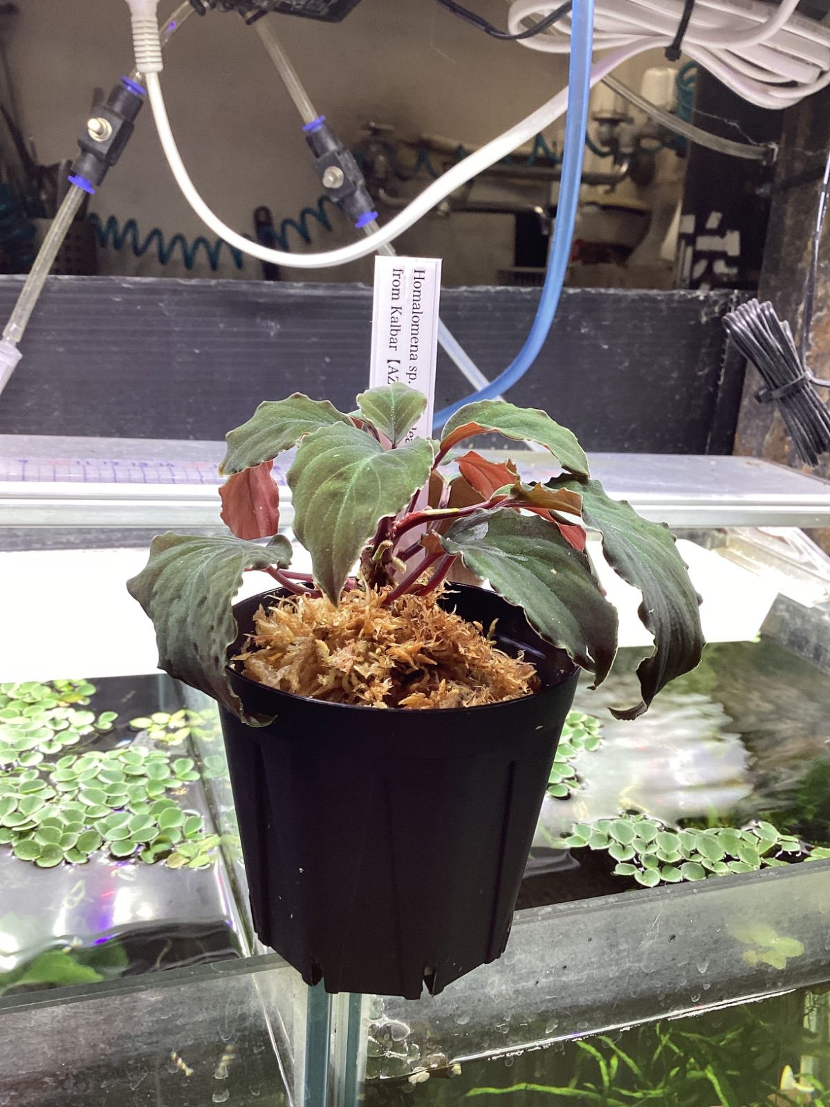 Homalomena sp. Red leaf from Kalbar 【AZ0823-2】 - メルカリ