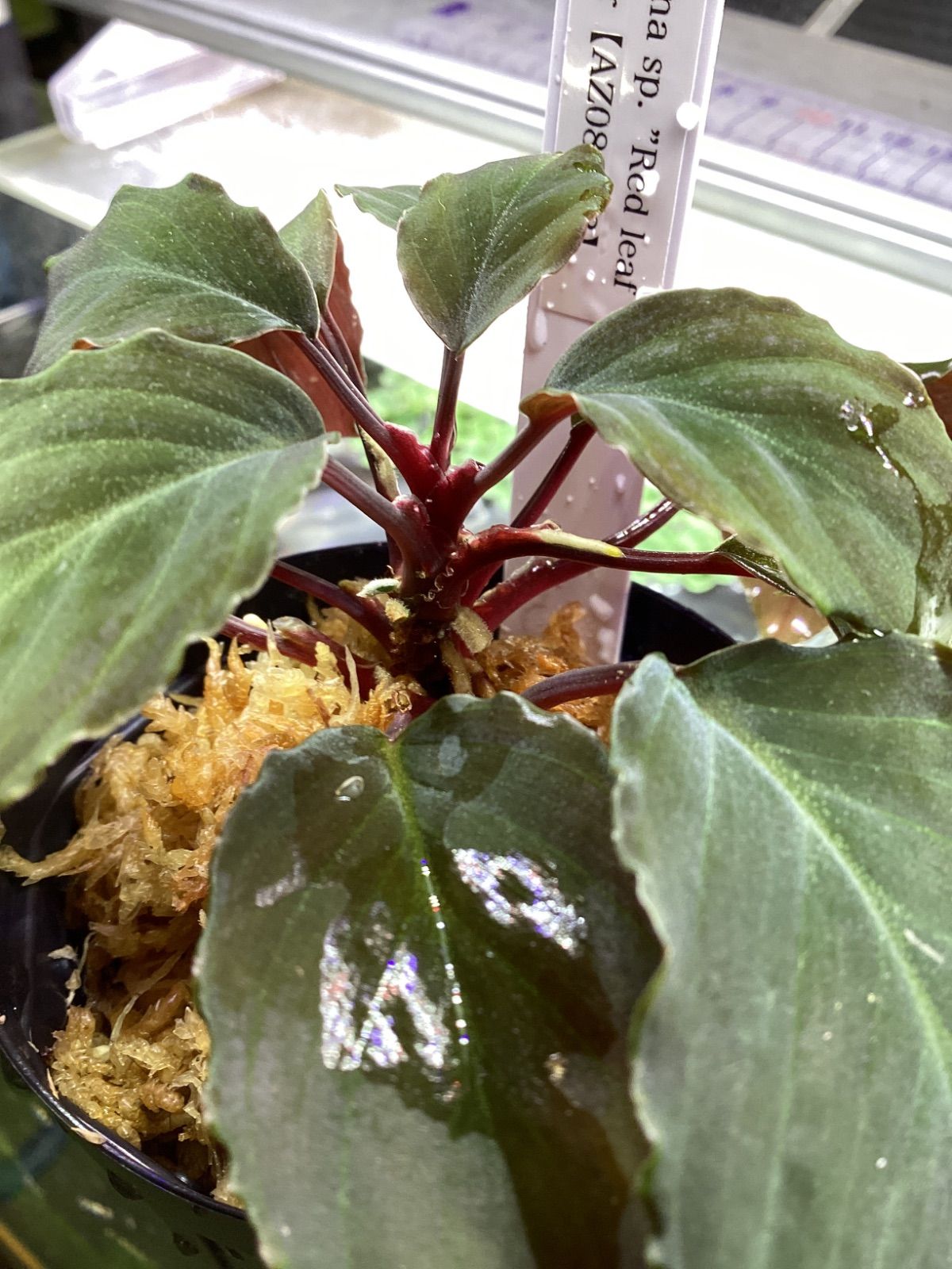 Homalomena sp. Red leaf from Kalbar 【AZ0823-2】 - メルカリ