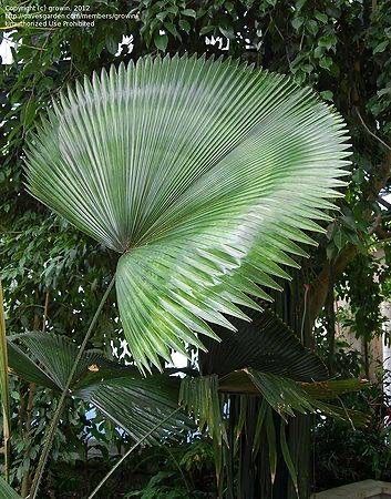 原種 ウチワヤシ ヤシ 熱帯植物 種子 有用植物 インドアグリーン