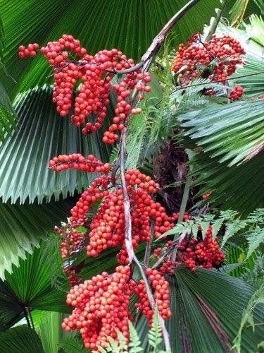 原種 ウチワヤシ ヤシ 熱帯植物 種子 有用植物 インドアグリーン